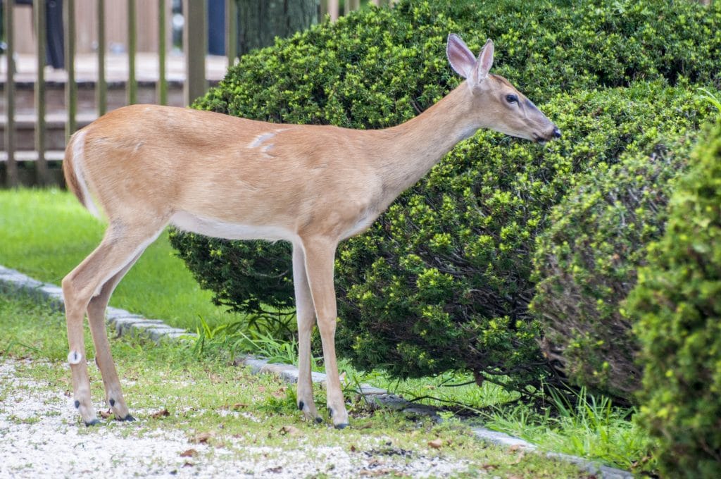 Deer munching on shrubs
