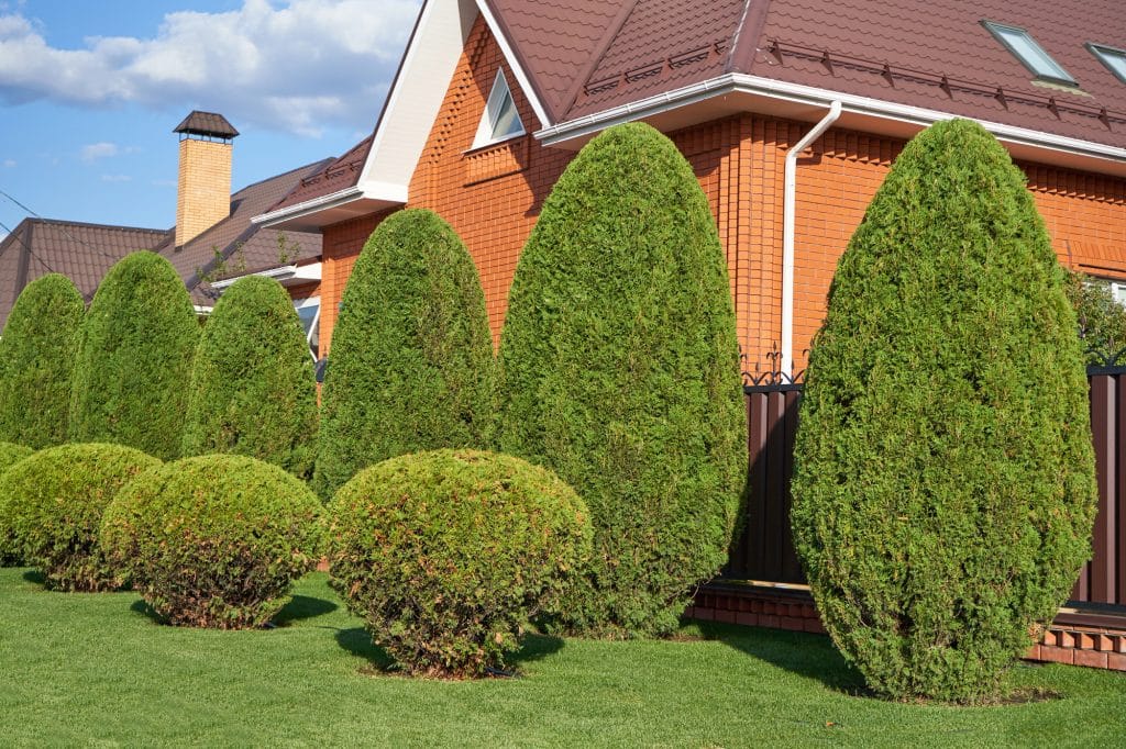 Hedges trimmed and positioned for privacy