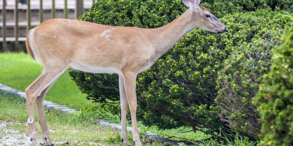 Deer munching on shrubs