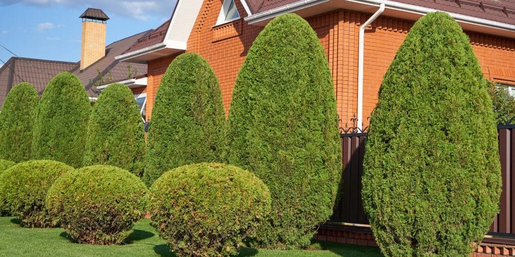 Hedges trimmed and positioned for privacy